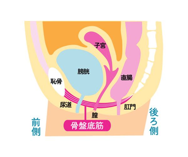 骨盤底筋図解